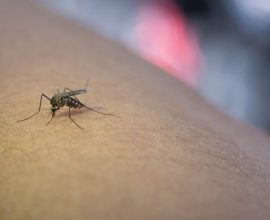 8 Tips Cara Mengusir Nyamuk Ampuh Di Rumah
